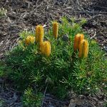 Banksia  spinulosa  'Stumpy Gold'